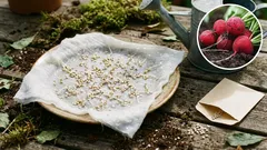 庭でのラディッシュの植え付け：完璧な球根を育てる簡単な秘訣。